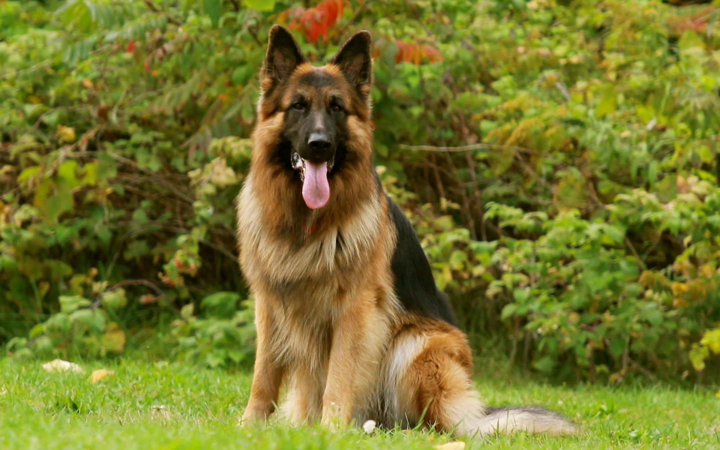 german shepherd, friend, dog