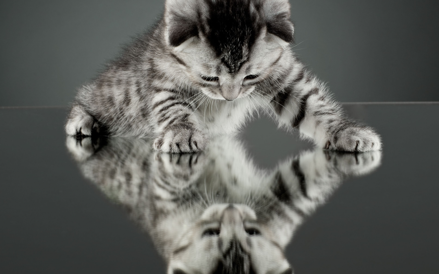 отражение, котенок, зеркало, обои, cat, кошка, кот, фон