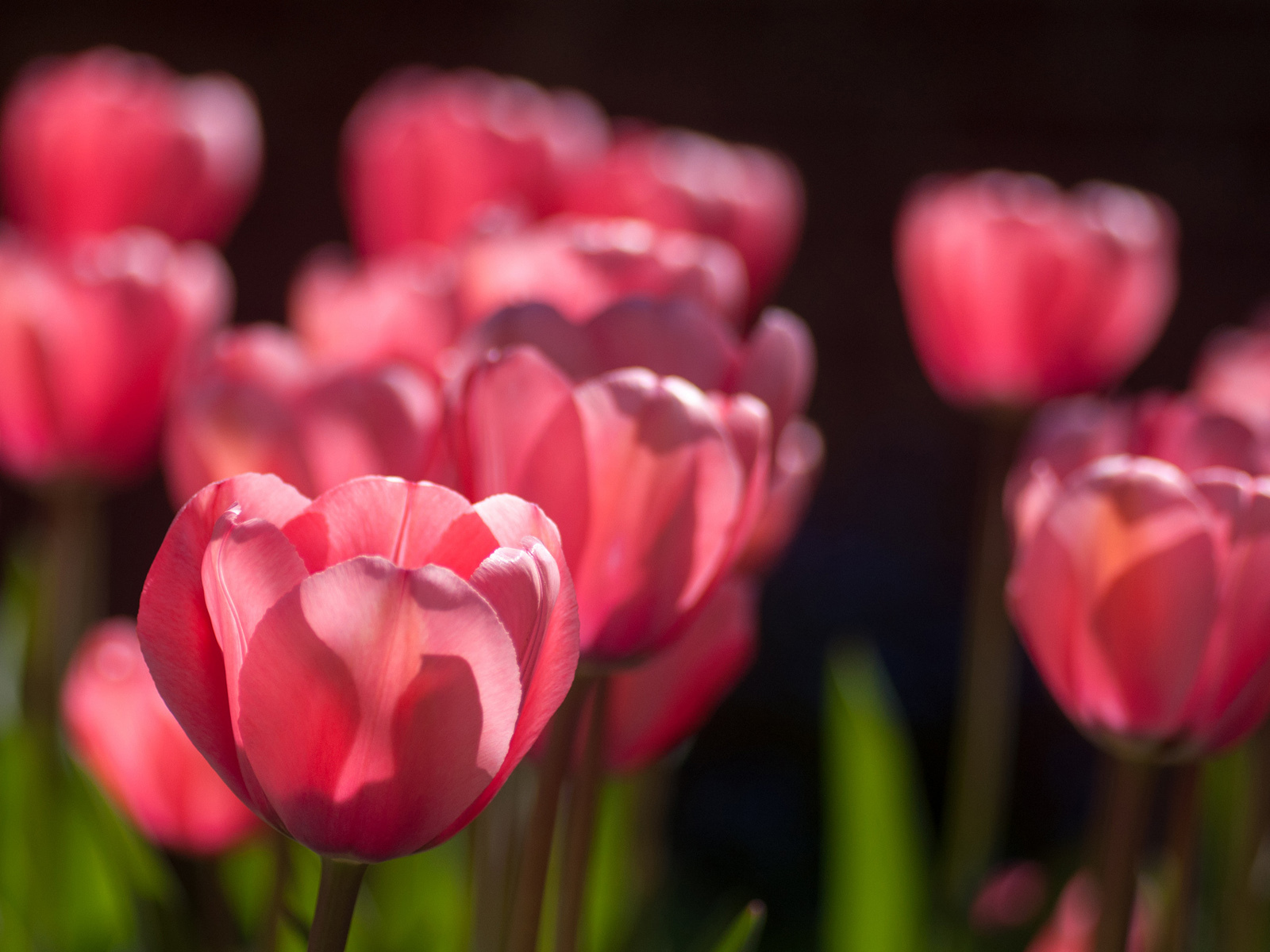 розовые, весна, солнечно, тюльпаны, много