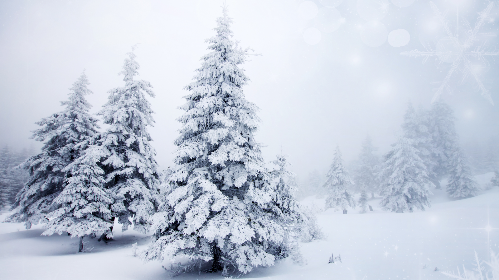 ели, ёлки, зима, снег, природа, пейзаж, елки, деревья