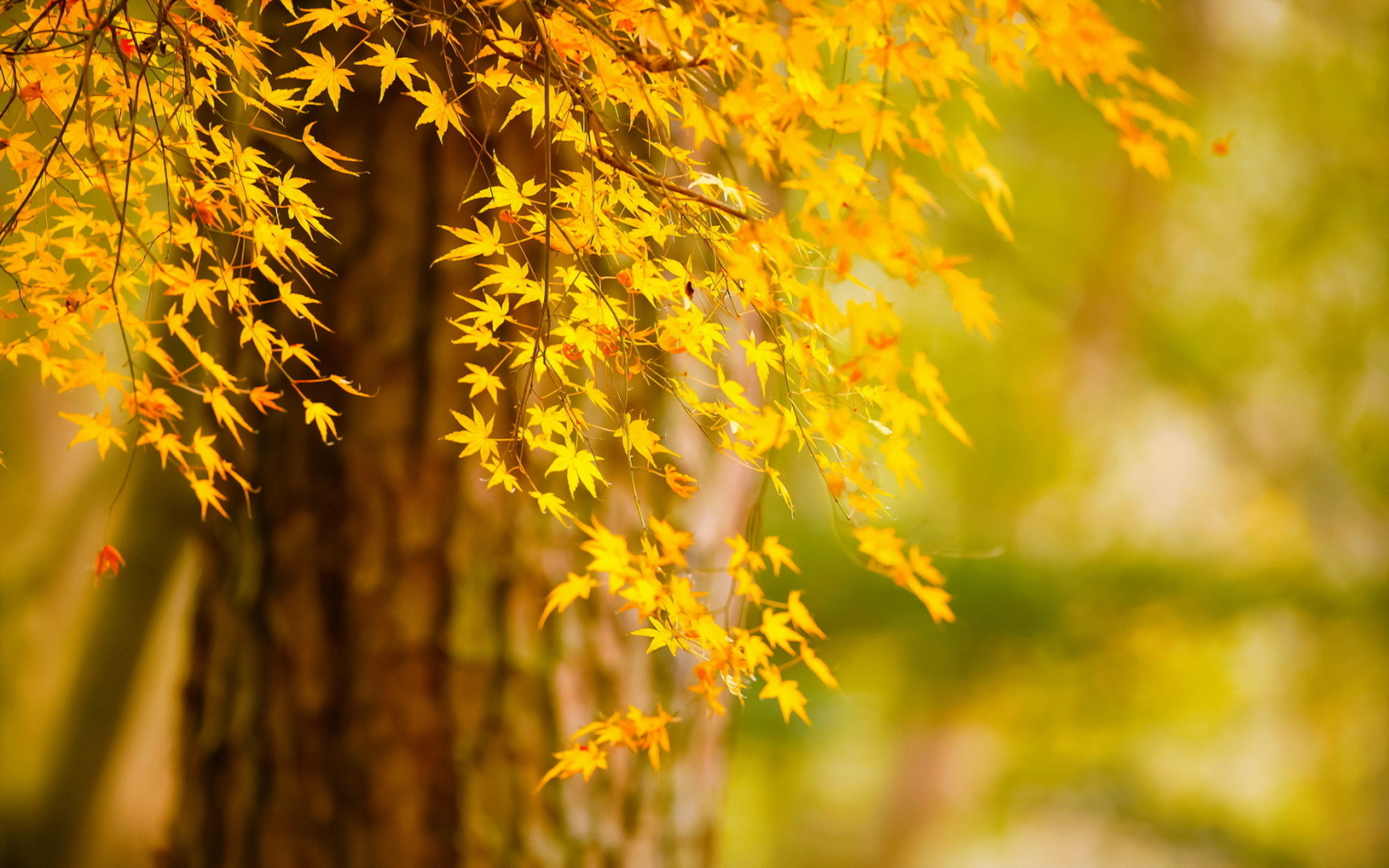дерево, осень, листья, природа
