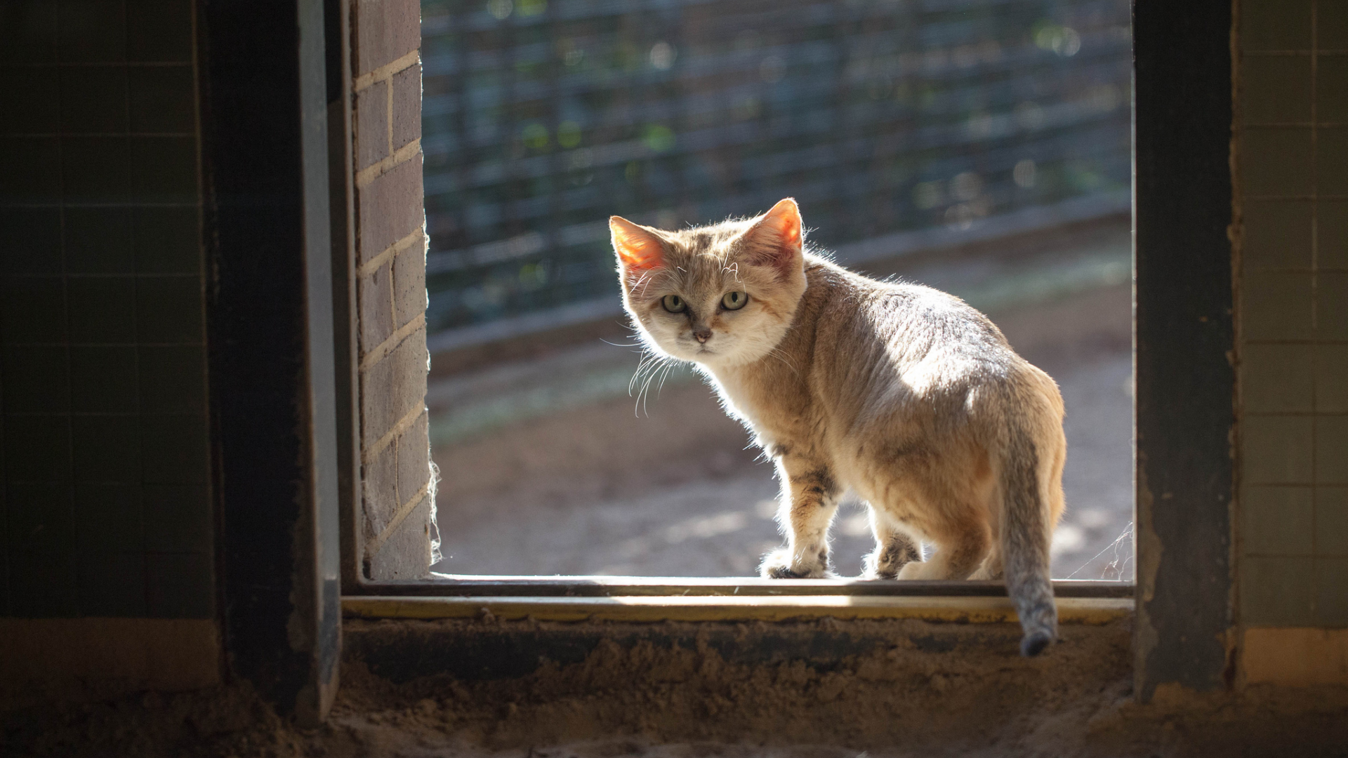 окно, песчаный, кошка, смотрит, рыжий, кот