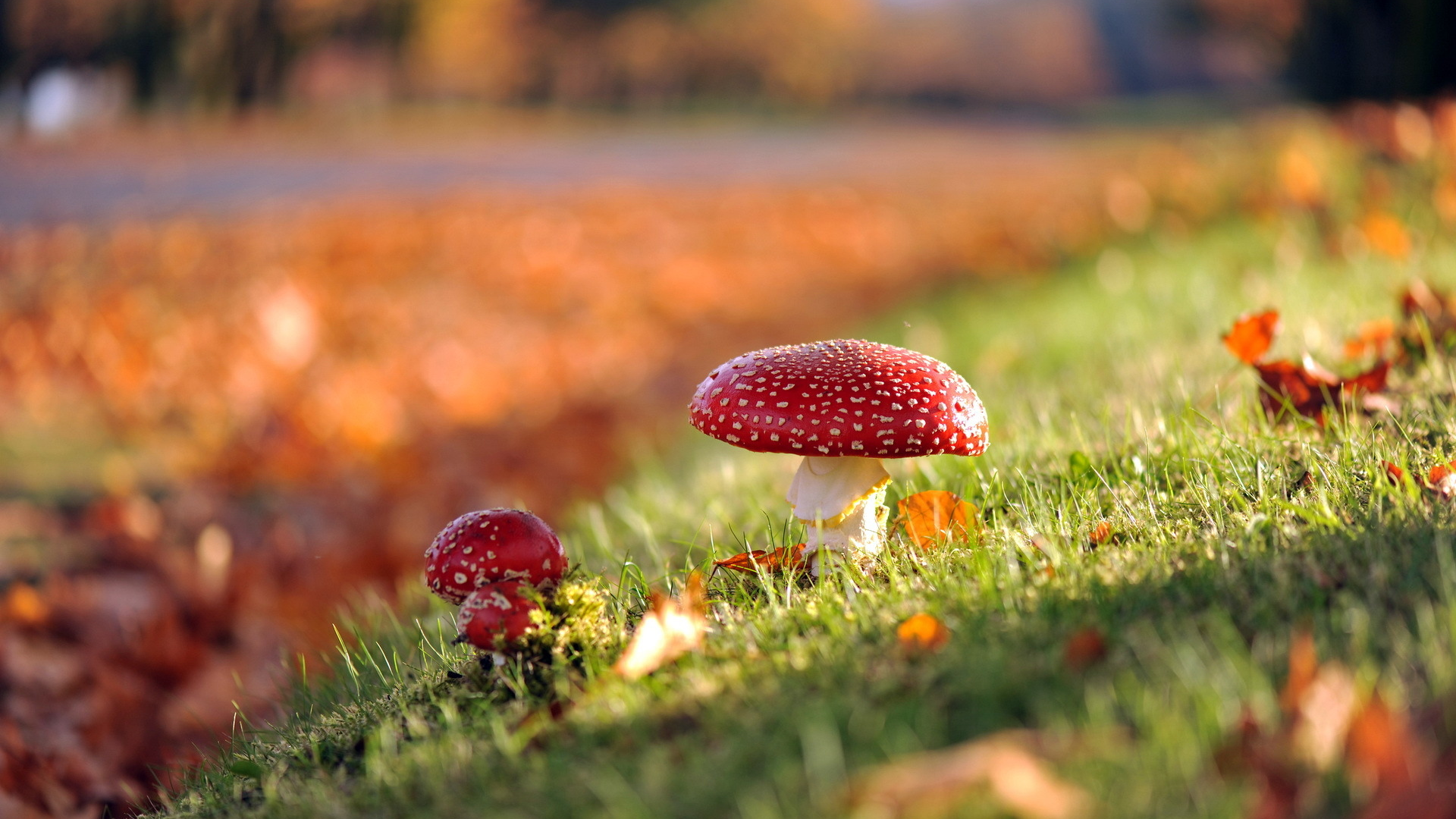 грибы, осень, природа