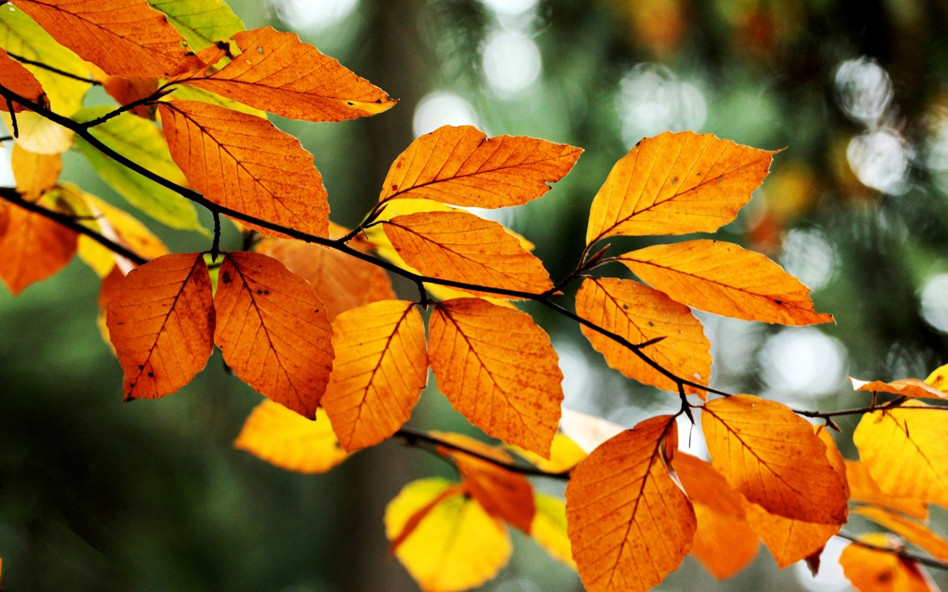 оранжевые, ветка, листья, боке, осень, желтые, дерево