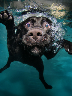 черная, плавает, в воде, вода, собака, лапы, морда