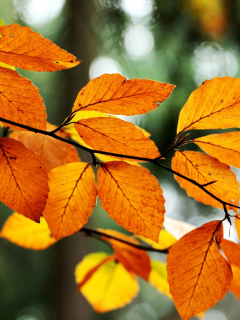 оранжевые, ветка, листья, боке, осень, желтые, дерево