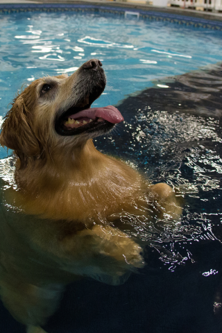 бассейн, прозрачность, собака, отражение, вода