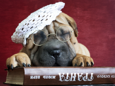 друг, очки, шарпеи, собака, книга