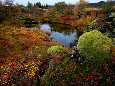 national park thingvellir, исландия, деревья, мох, камни, озеро