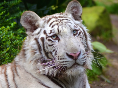 white tiger, морда, хищник, белый, тигр