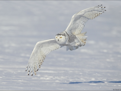 snowy owl, снег, крылья, белая сова, зима, полярная сова