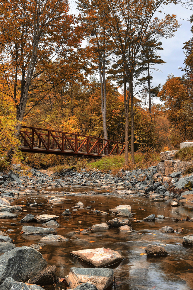 canada, wilket creek park, лес, канада, речка, мост, осень, деревья