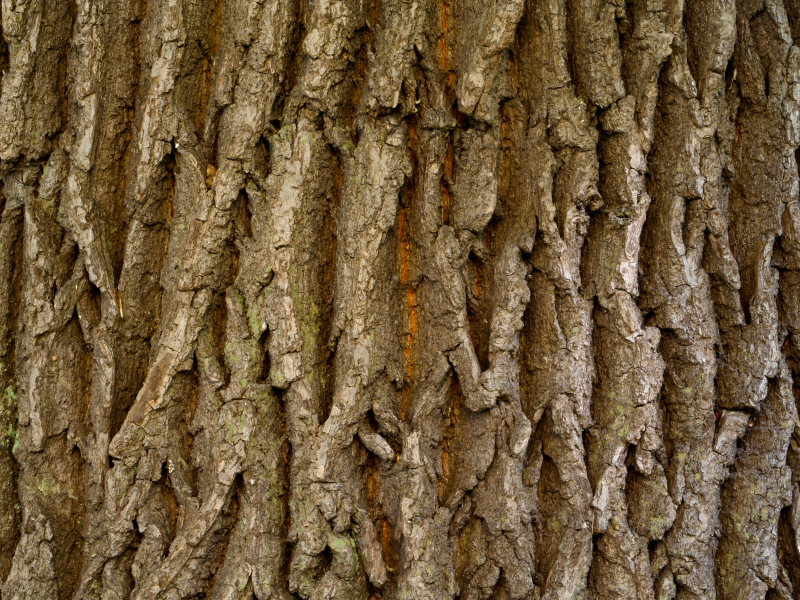brown, natural, dark, tree, wood
