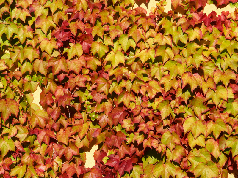 vine, wall, leaf colors