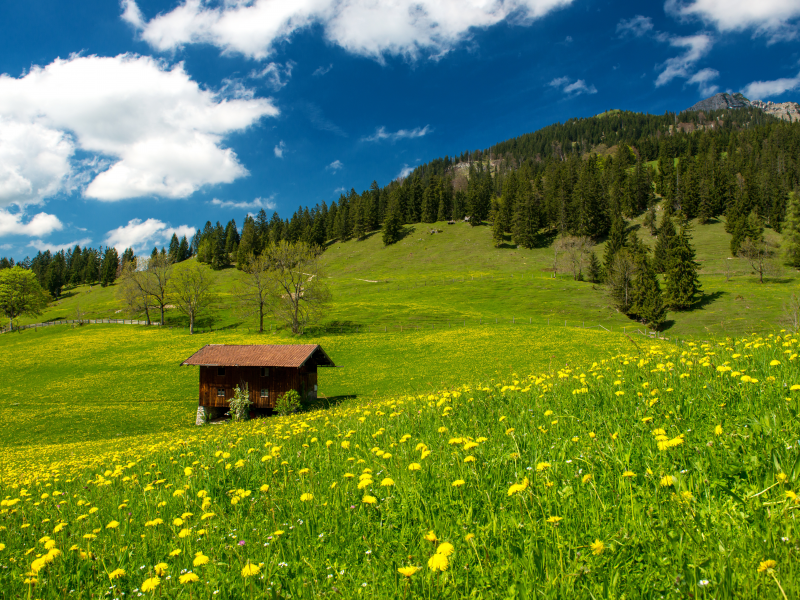 pasture in the bavarian alps, nature, clouds, green field, trees, sky, landscape, grass, germany