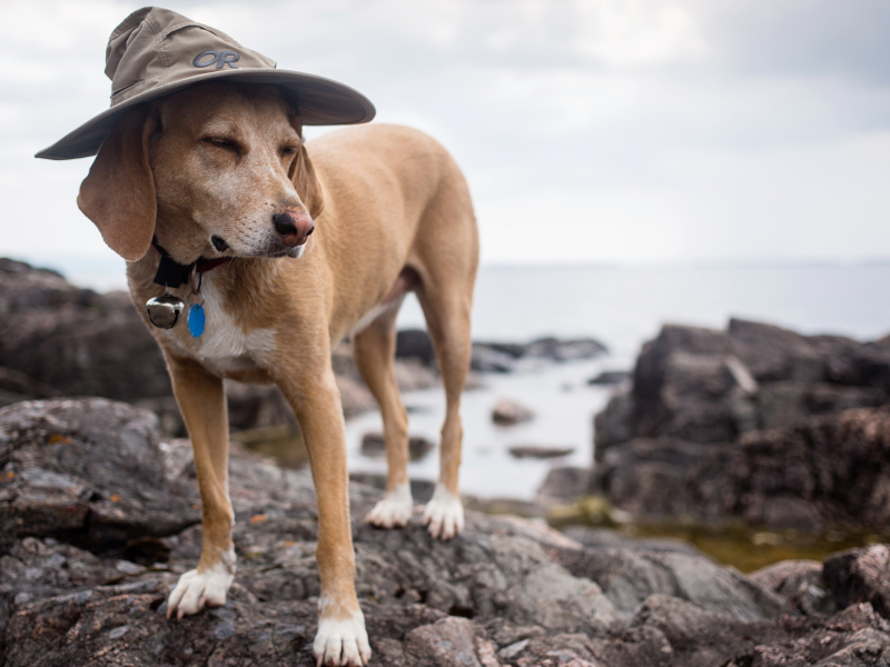 wizard dog, друг, собака