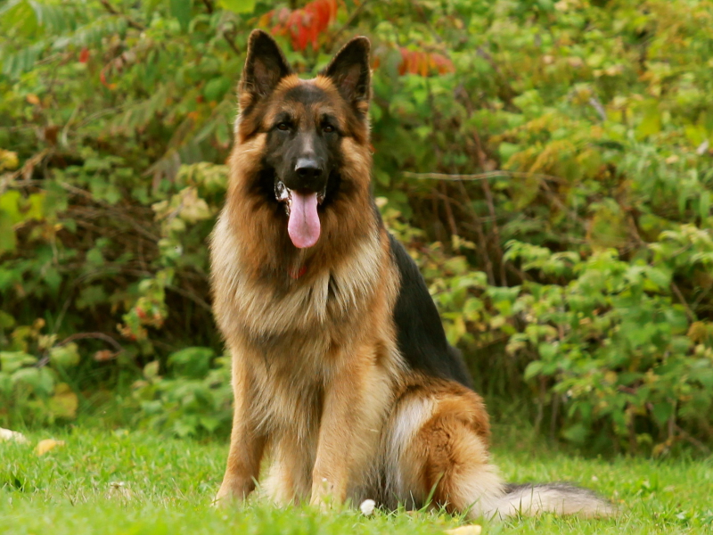 german shepherd, friend, dog