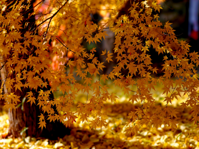 деревья, свет, осень, листья, природа
