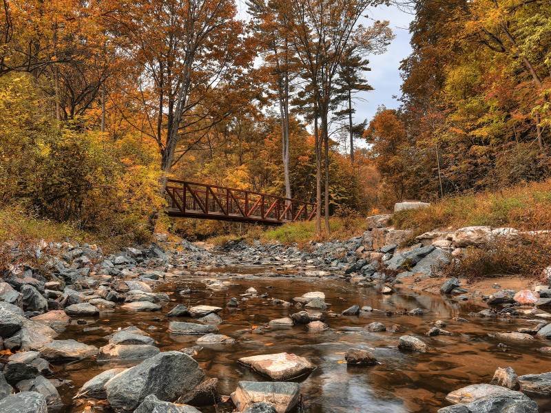 canada, wilket creek park, лес, канада, речка, мост, осень, деревья