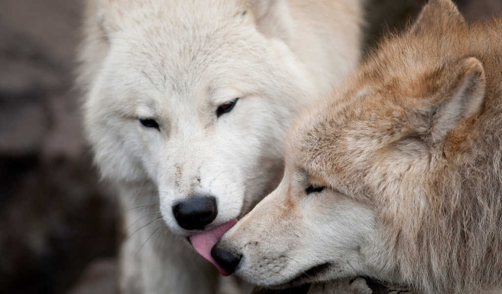 хищники, поцелуй, пара, волк, волки, любовь