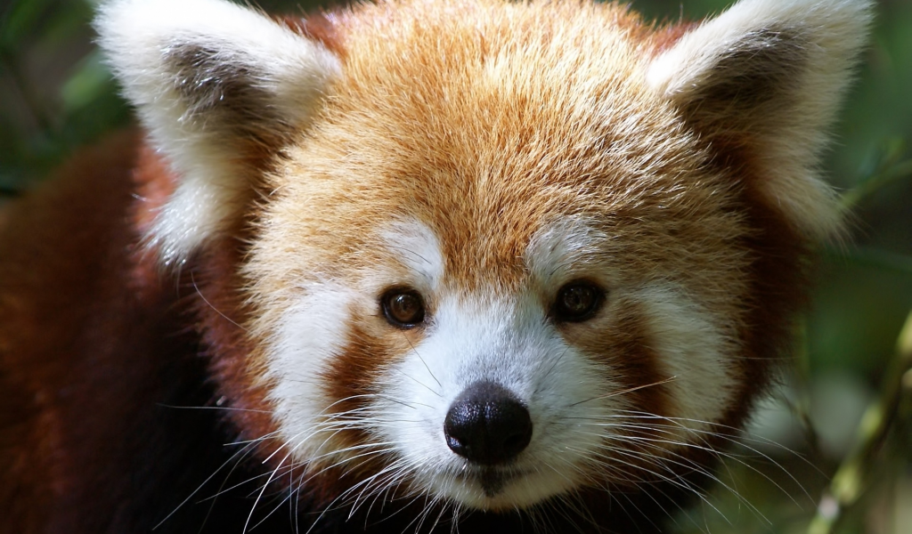 мордочка, firefox, ailurus fulgens, малая панда