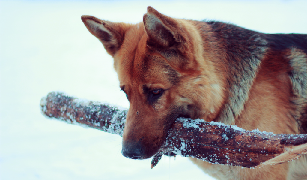пес, апорт, снег, немецкая овчарка