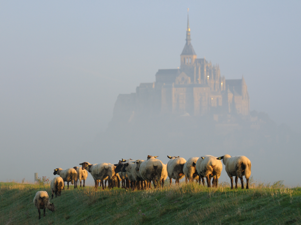 туман, стадо, мон-сен-мишель, овцы, утро, остров