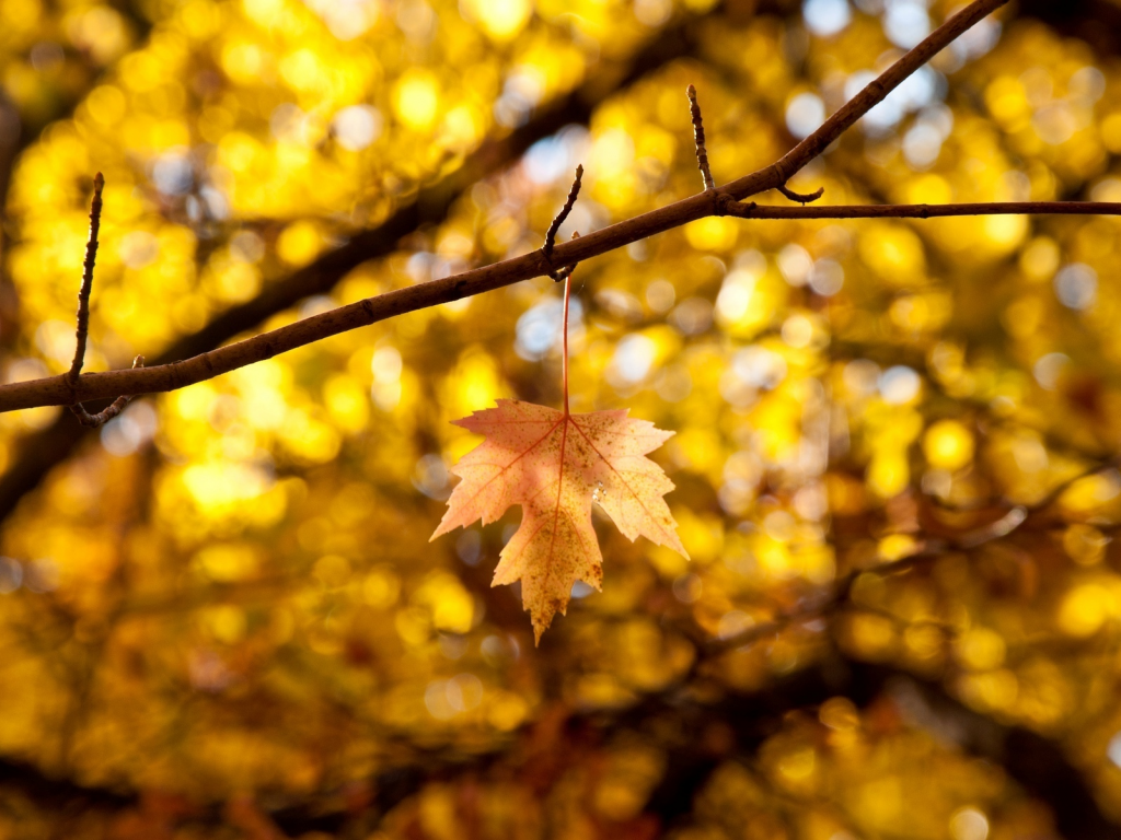 autumn, листья, макро, листик, leaves, листочек, желтый, осень