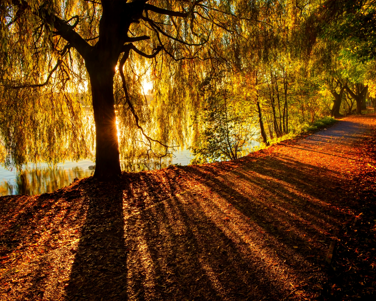 walk, nature, river, leaves, autumn, path, forest, colors, colorful, fall, trees, road, park