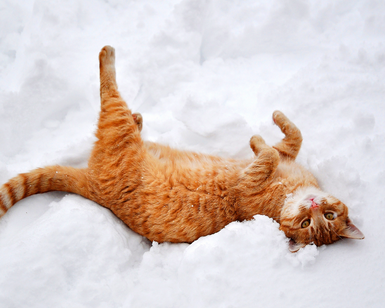 лапы, снег, кошка, природа, лежит, зима, рыжий, кот
