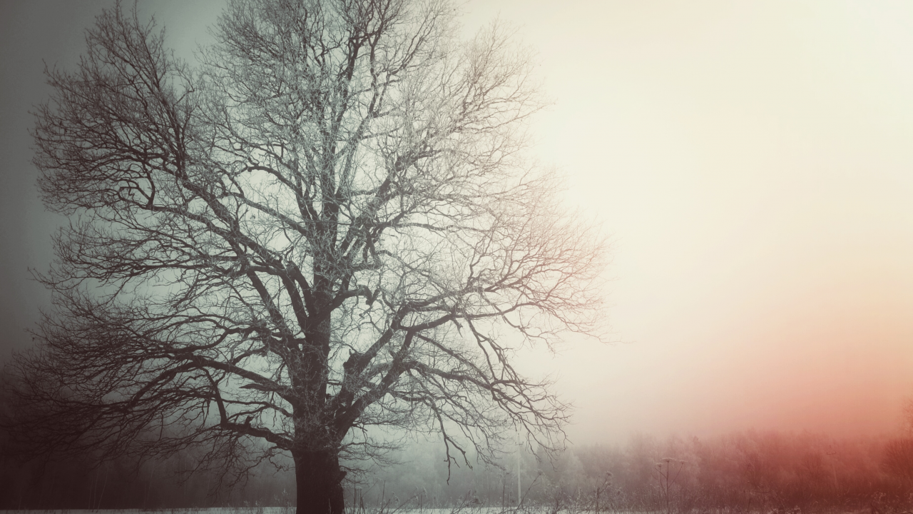 зима, вечер, дерево, дуб