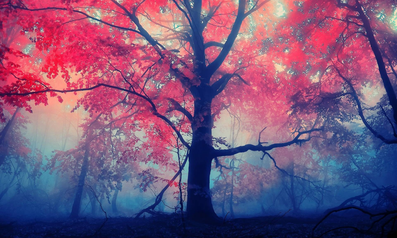 древо, лес, красный, листья, туман, туман