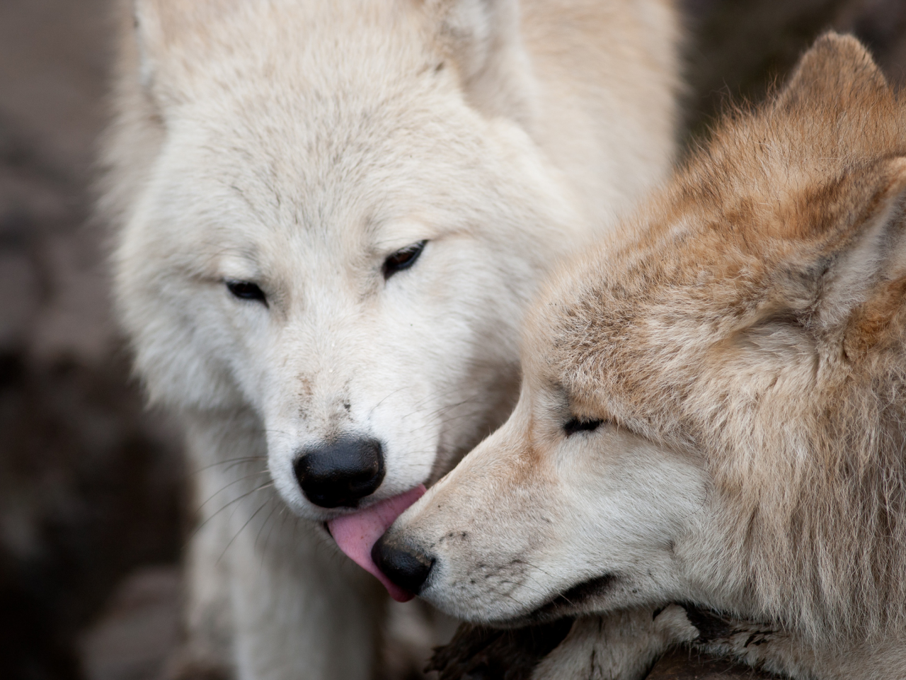 хищники, поцелуй, пара, волк, волки, любовь