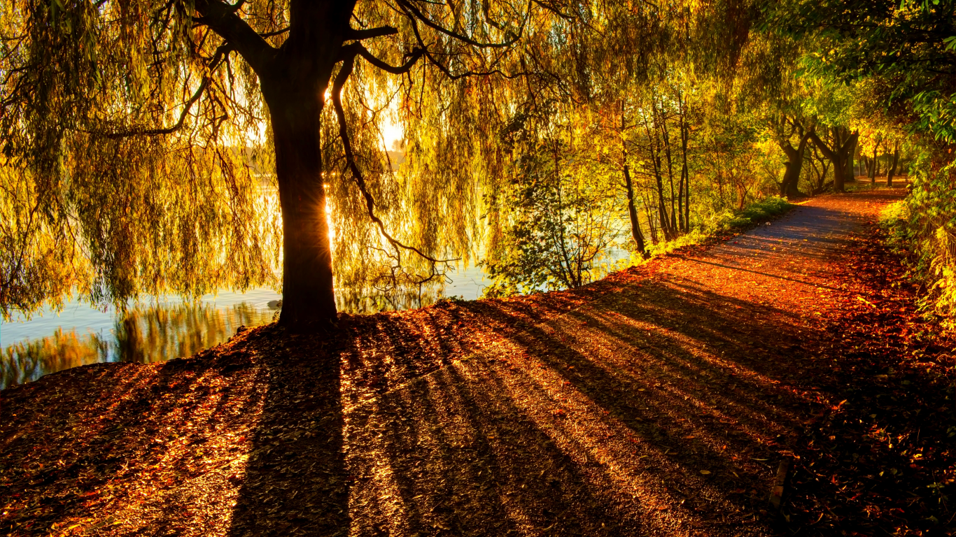 walk, nature, river, leaves, autumn, path, forest, colors, colorful, fall, trees, road, park