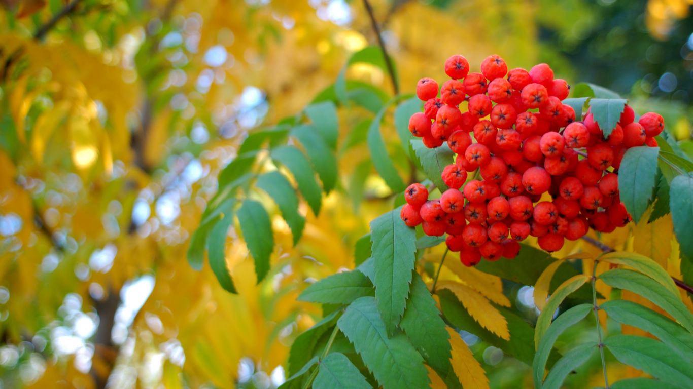 осень, ягода, рябина, желтые листья