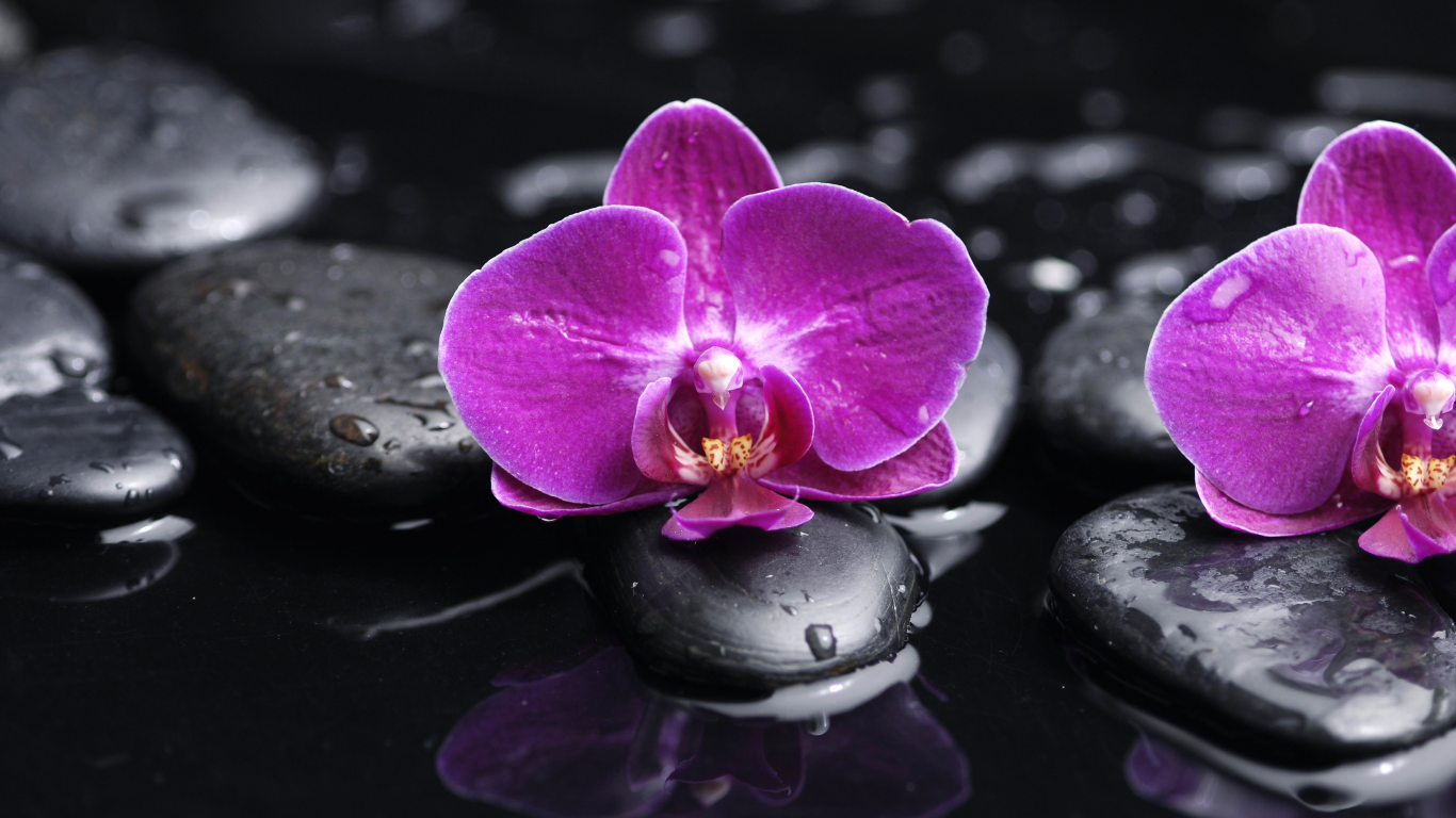 phalaenopsis, beauty, petals, water, orchid, drops, purple, flowers, tenderness, black stones