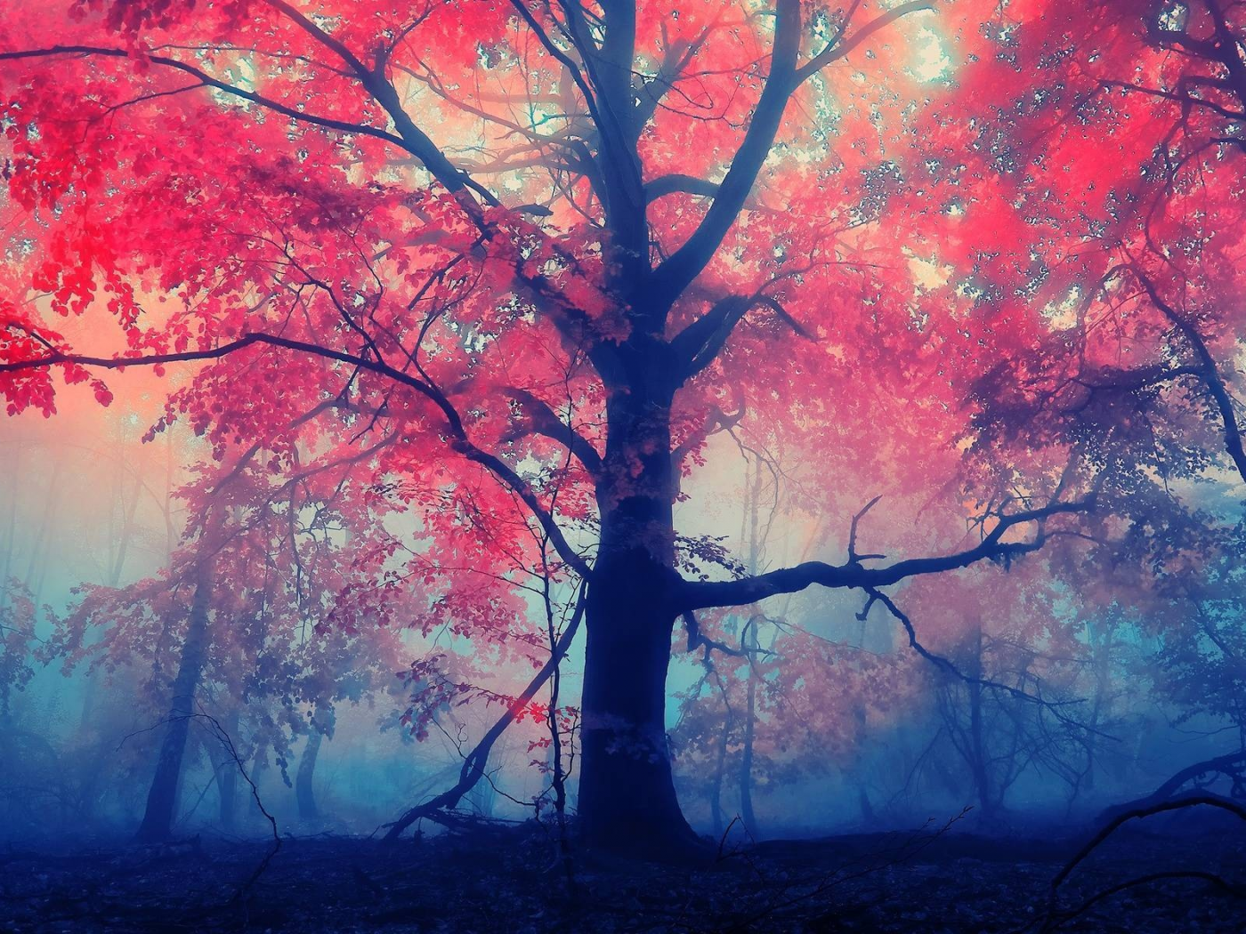 древо, лес, красный, листья, туман, туман
