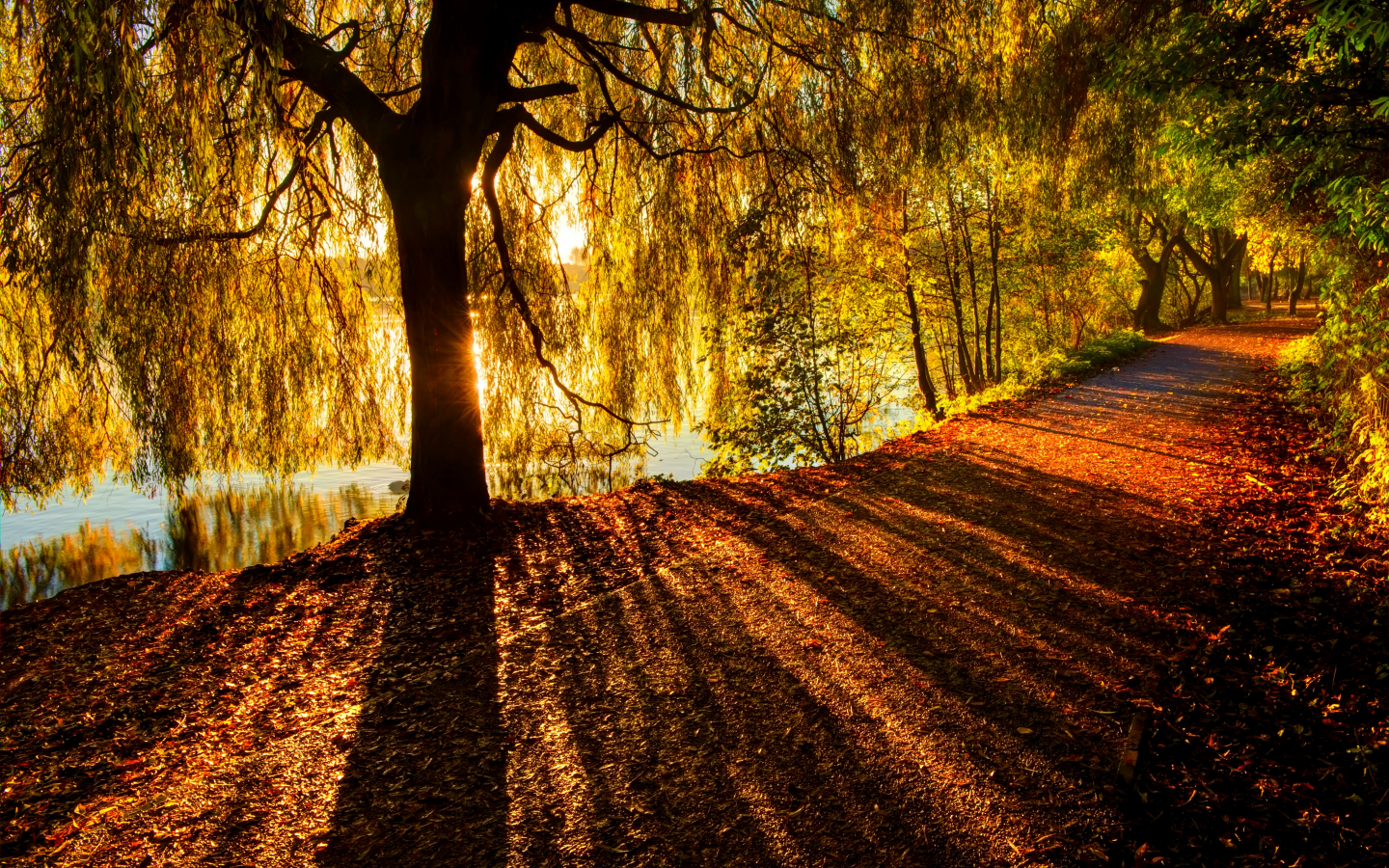 walk, nature, river, leaves, autumn, path, forest, colors, colorful, fall, trees, road, park