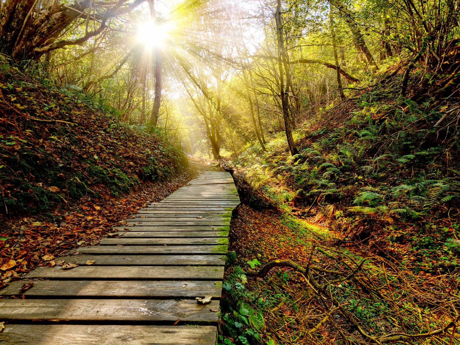 sky, sun, clouds, view, закат, rays, path, forest, nature, grass, leaf, autumn, sunset, color