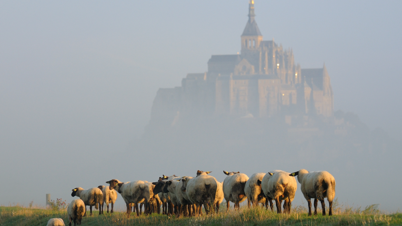 туман, стадо, мон-сен-мишель, овцы, утро, остров