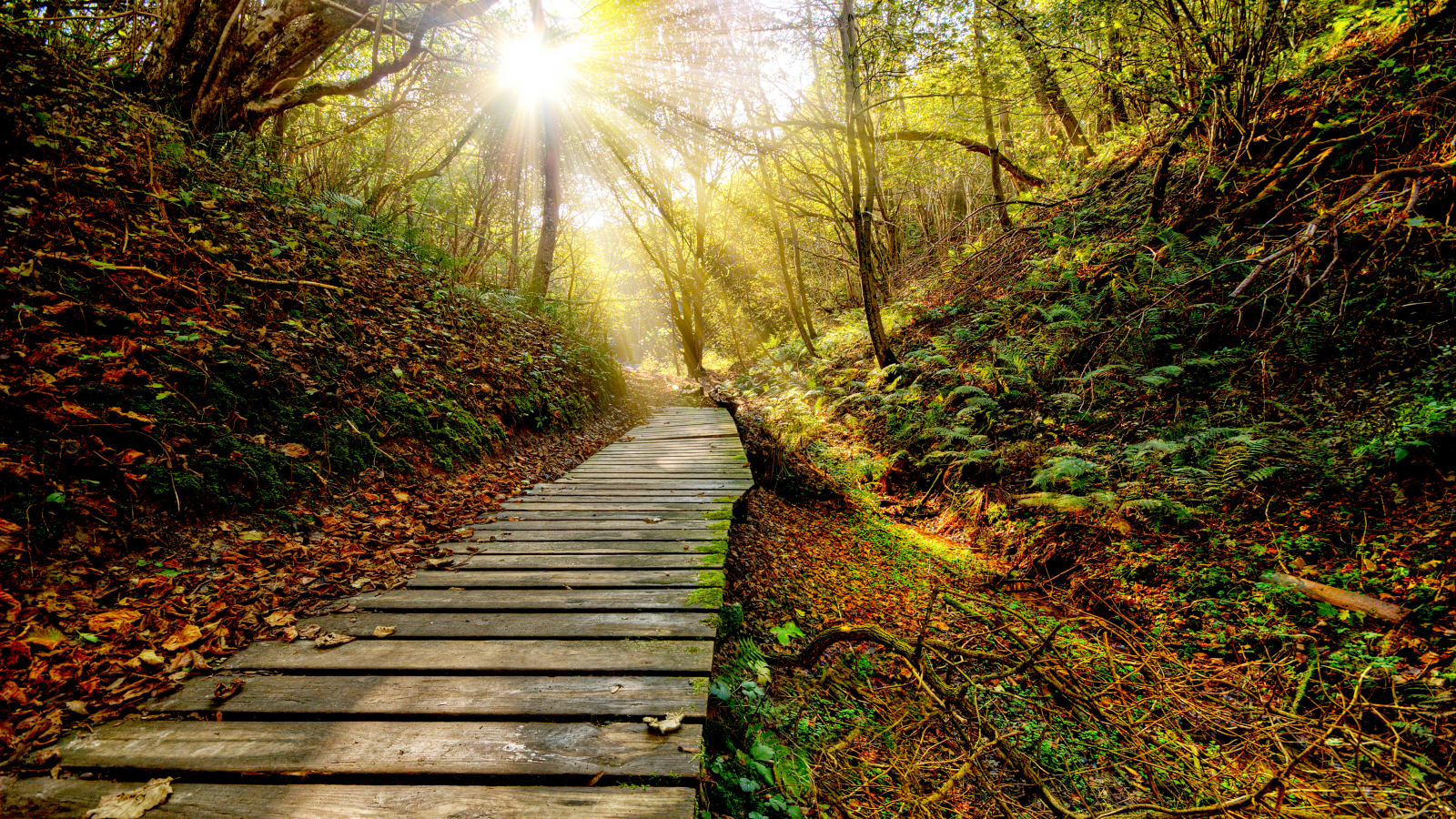 sky, sun, clouds, view, закат, rays, path, forest, nature, grass, leaf, autumn, sunset, color