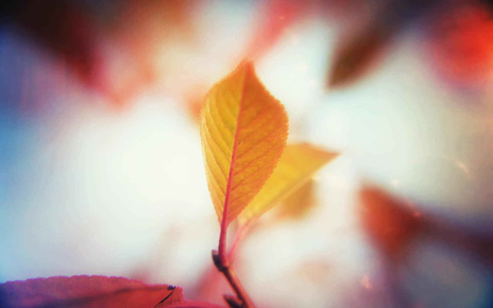 осень, листья, природа