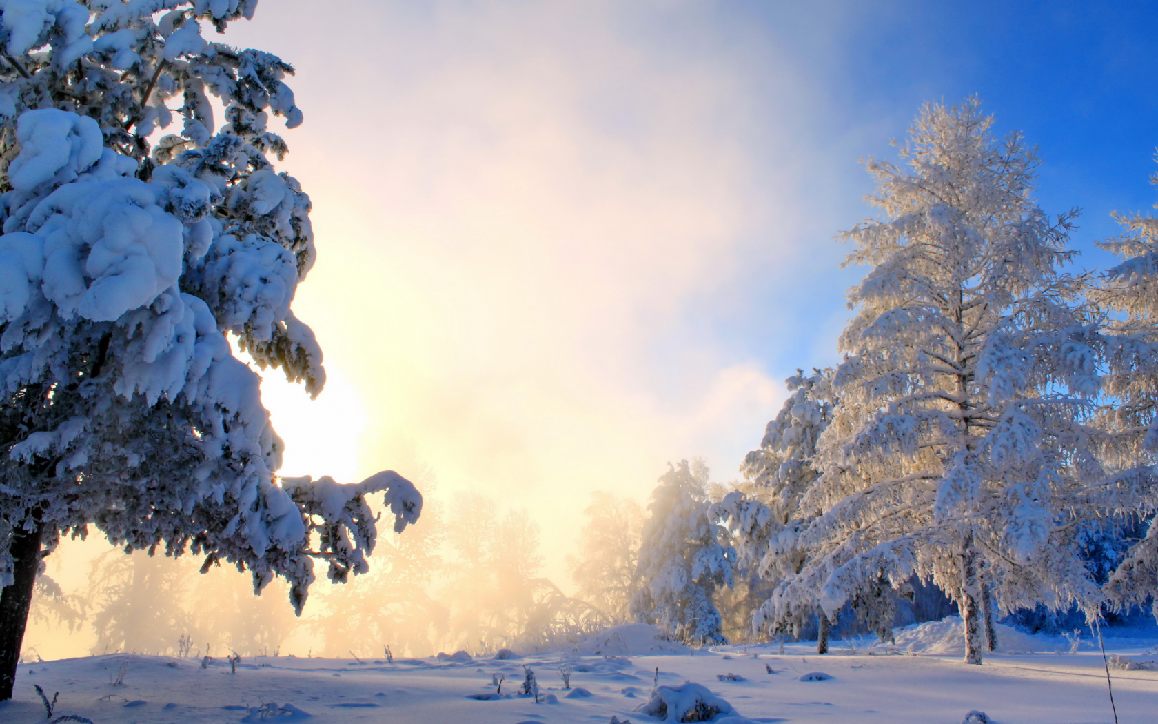 фото, солнце, природа, снег, деревья, зима, туман, кусты