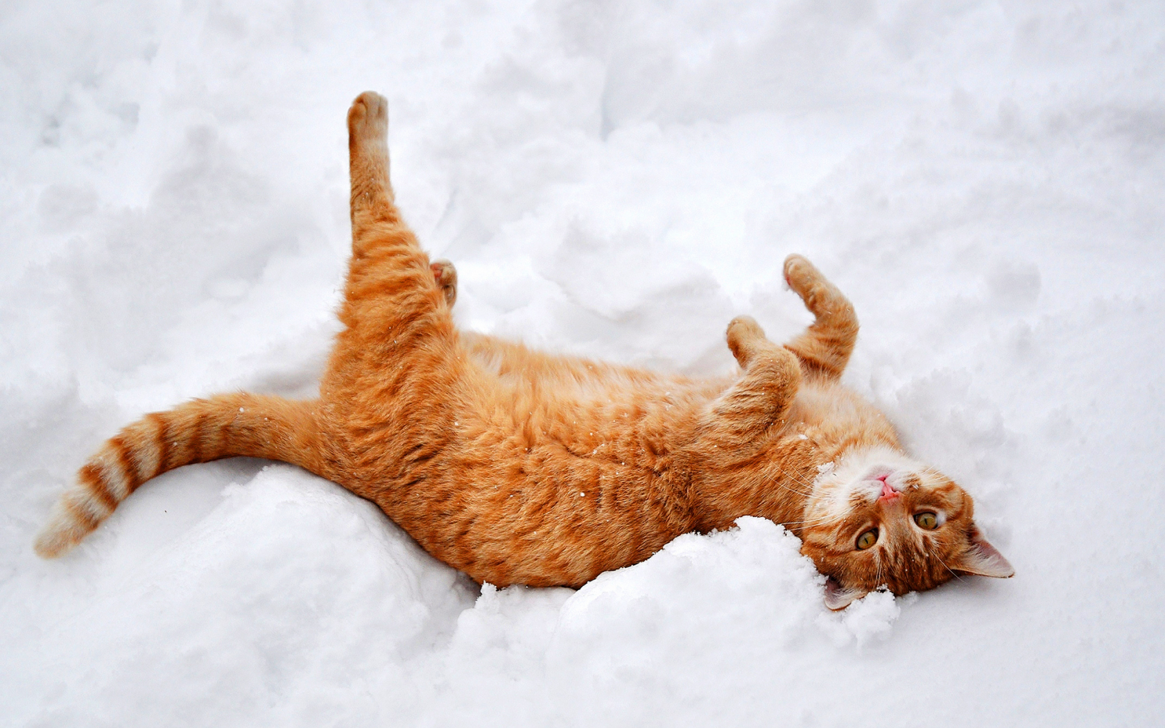 лапы, снег, кошка, природа, лежит, зима, рыжий, кот