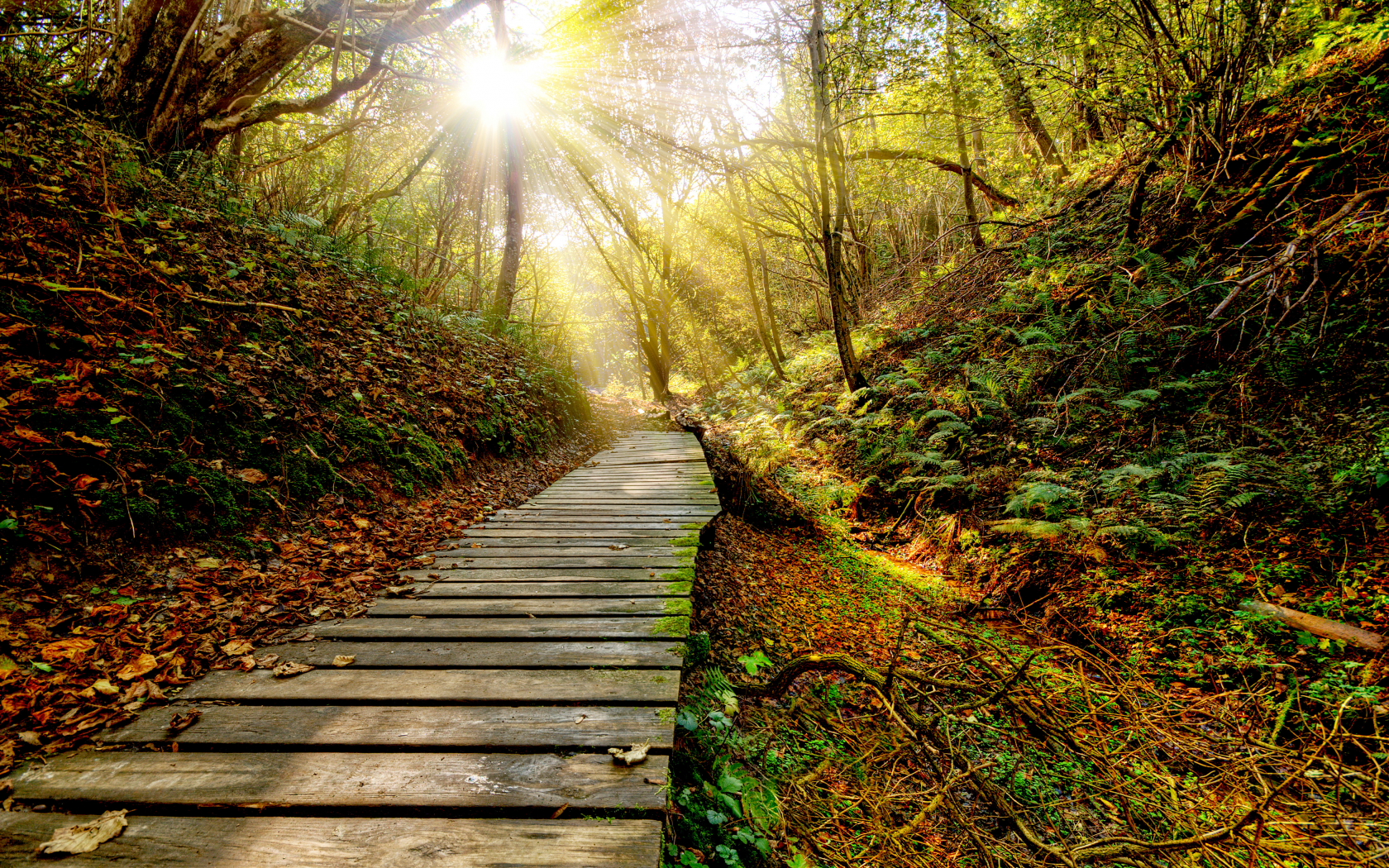 sky, sun, clouds, view, закат, rays, path, forest, nature, grass, leaf, autumn, sunset, color