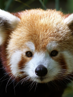 мордочка, firefox, ailurus fulgens, малая панда