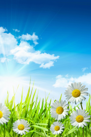 sky, leaves, clouds, spring, camomile, green, white, drops, flowers, dew, sun, water, grass