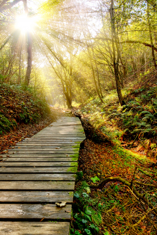 sky, sun, clouds, view, закат, rays, path, forest, nature, grass, leaf, autumn, sunset, color