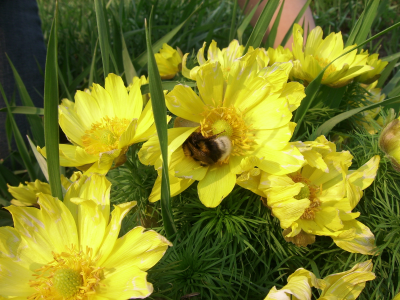 цветы, желтые, пчела, сибирь, тп