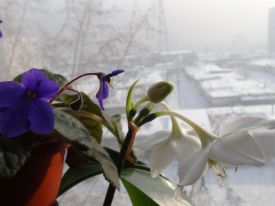 городские цветы, подоконник, окно, зима, сибирь